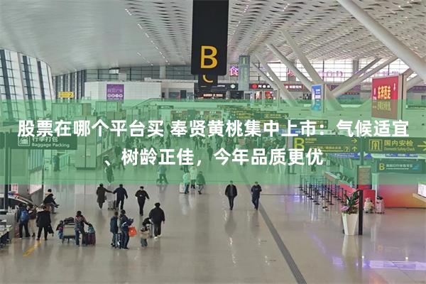 股票在哪个平台买 奉贤黄桃集中上市：气候适宜、树龄正佳，今年品质更优