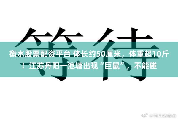 衡水股票配资平台 体长约50厘米，体重超10斤！江苏丹阳一池塘出现“巨鼠”，不能碰