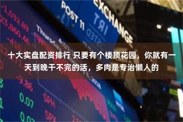 十大实盘配资排行 只要有个楼顶花园，你就有一天到晚干不完的活，多肉是专治懒人的